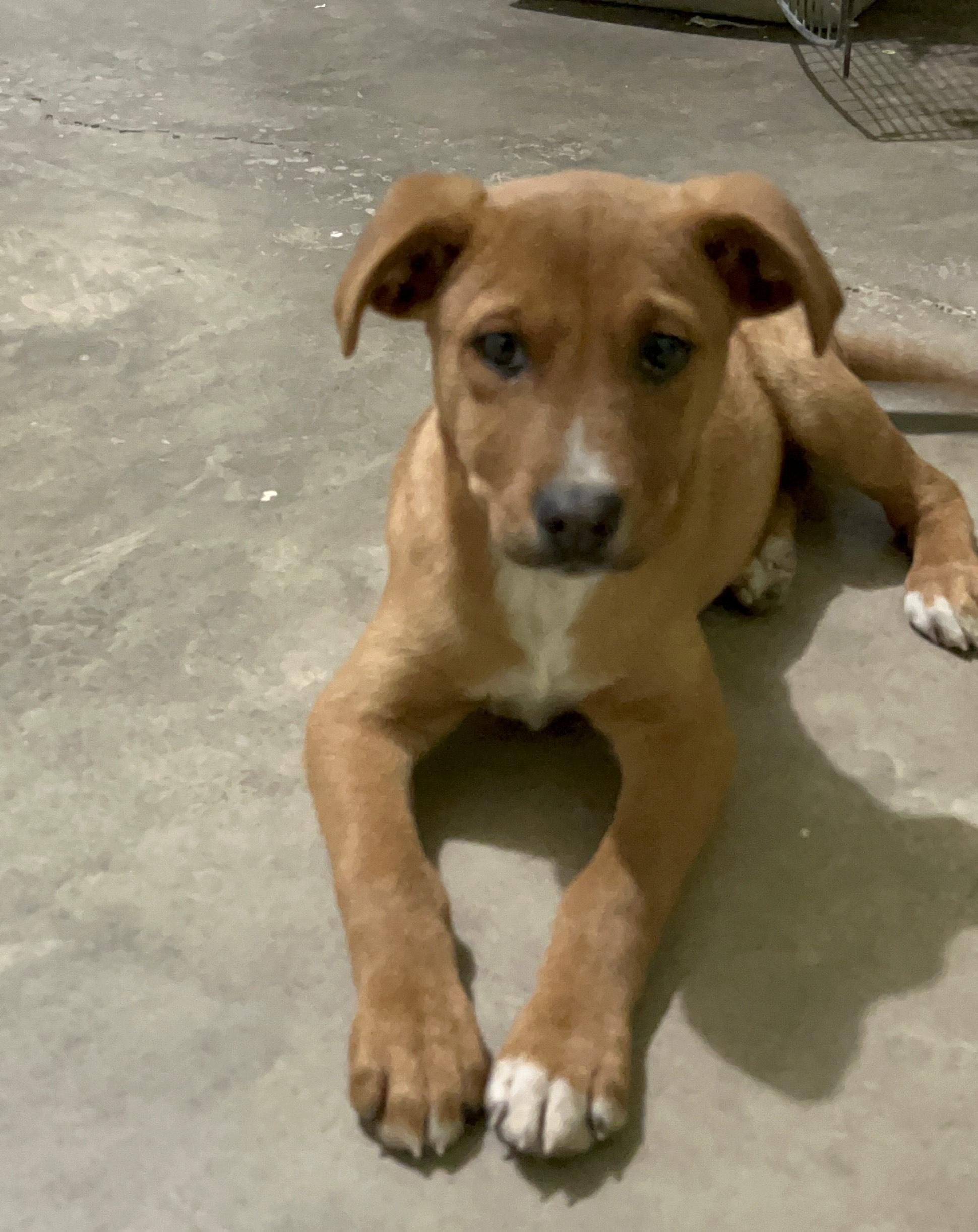 Jinu — thumbnail 3