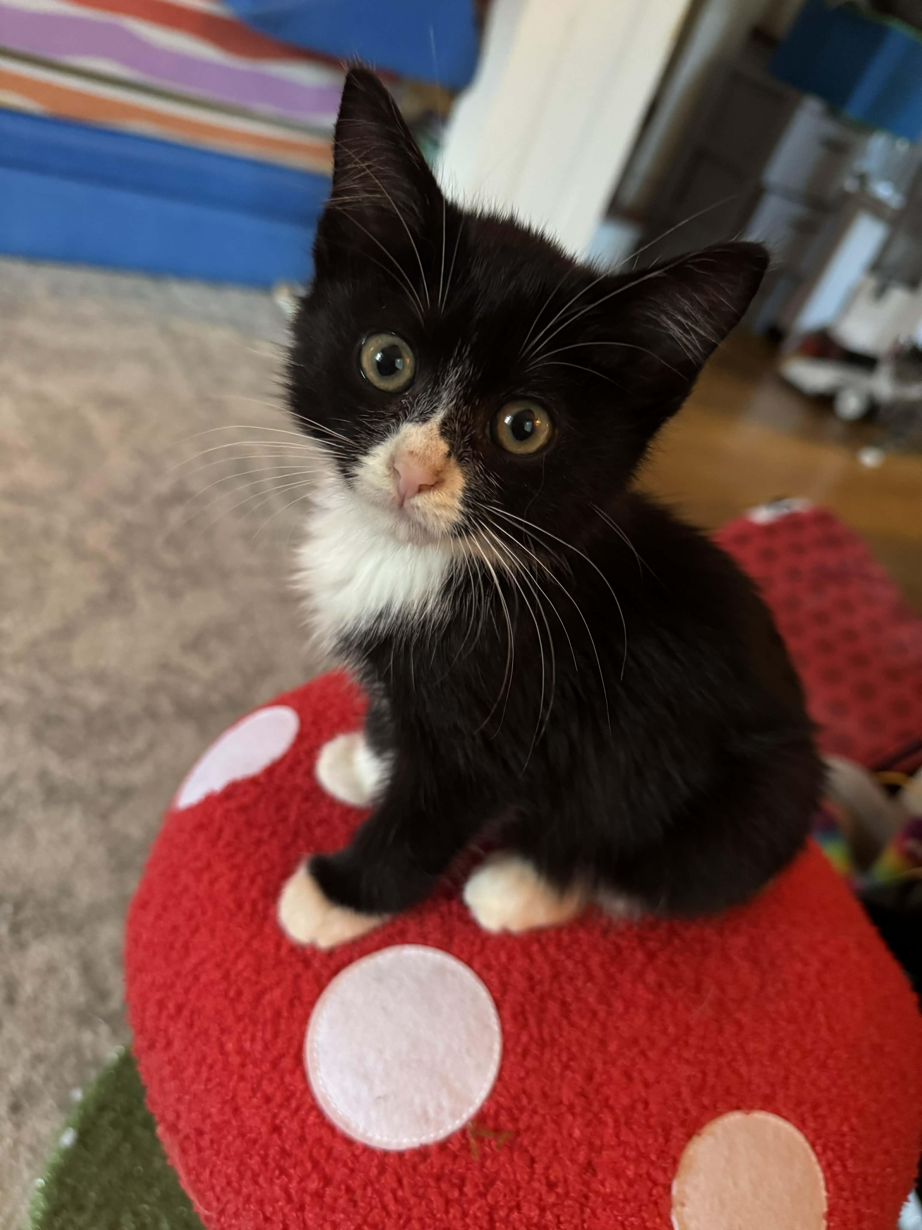 Violet, Adopted, Kitten Female Domestic Short Hair.