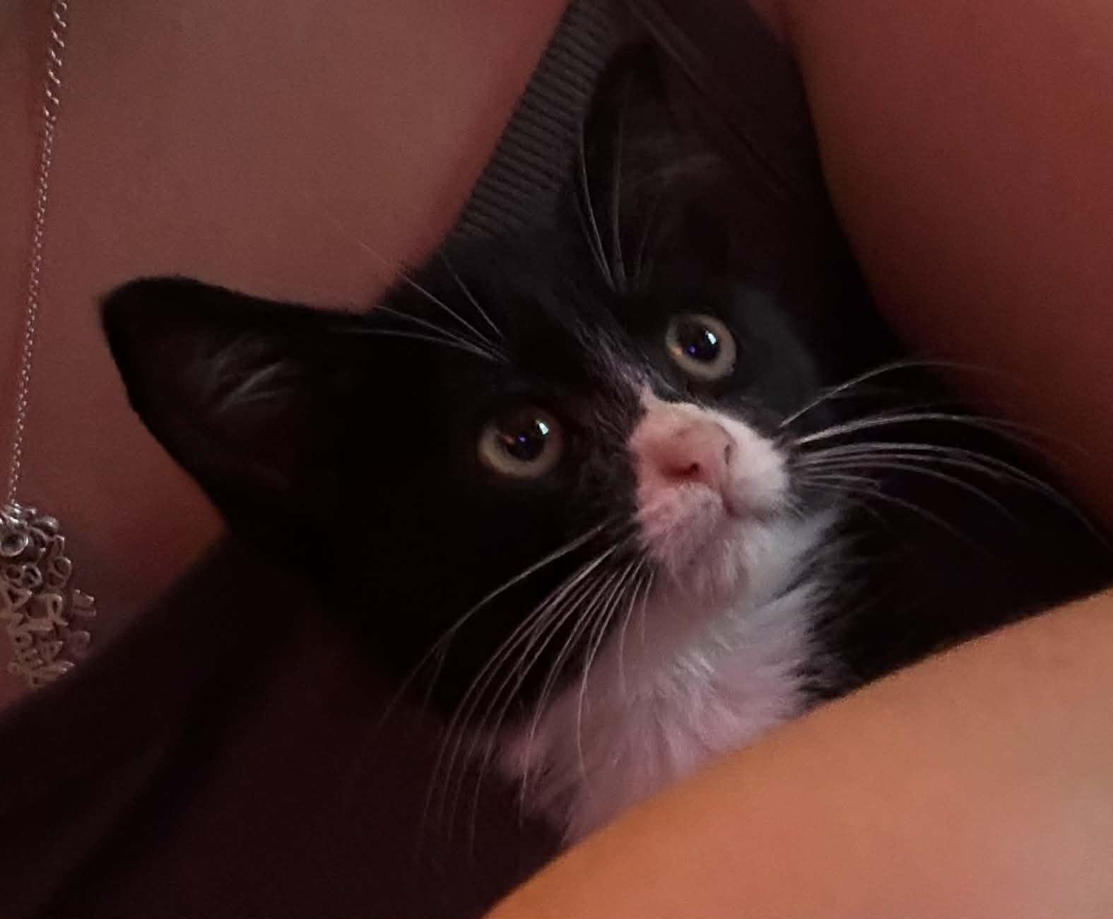 Enlarge Violet, a Adopted mixed breed in Chelsea, VT image 4/4