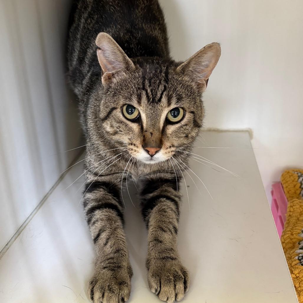 Enlarge Ronald, a Adoptable Domestic Short Hair in Norfolk, NE image 1/1