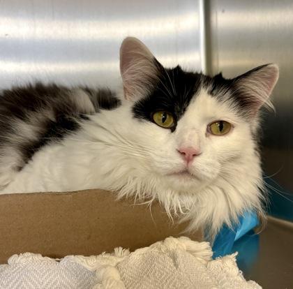 Dora, Adoptable, Adult Female Domestic Long Hair.