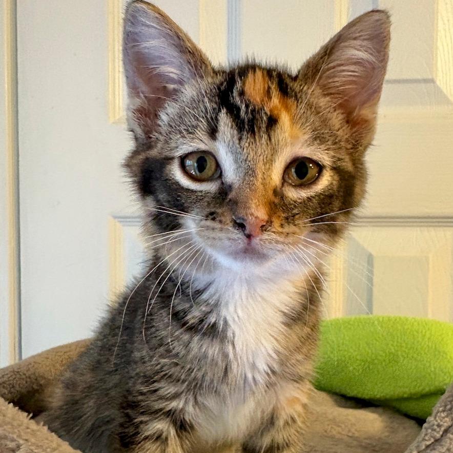 Stella, Adoptable, Kitten Female Domestic Short Hair.