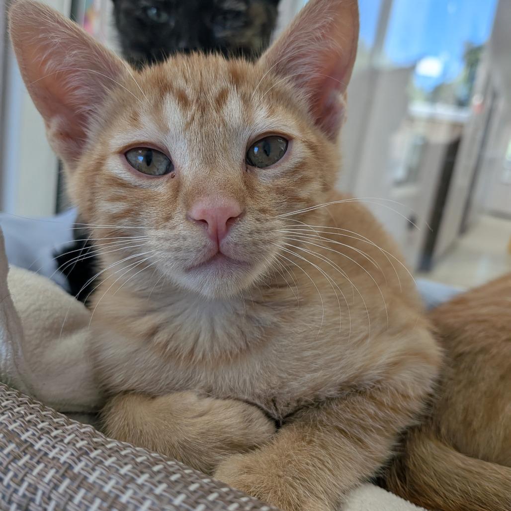 Parmigiano Reggiano, Adoptable, Kitten Male Domestic Short Hair.