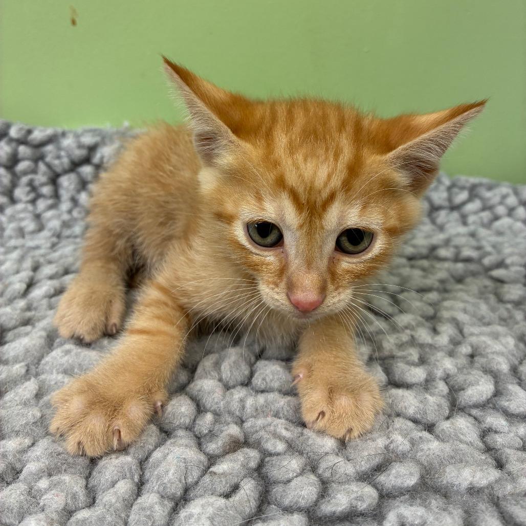Enlarge Parmigiano Reggiano, a Adoptable Domestic Short Hair in St. Helena, CA image 2/2