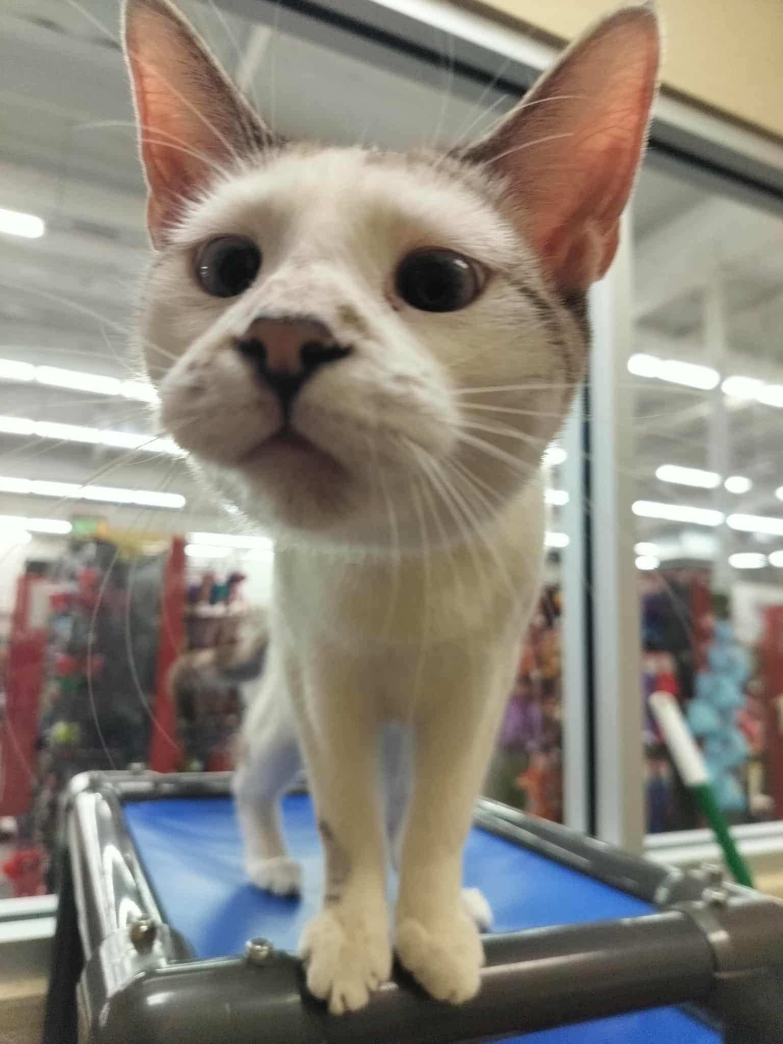 YoYo, Adoptable, Young Male Siamese.