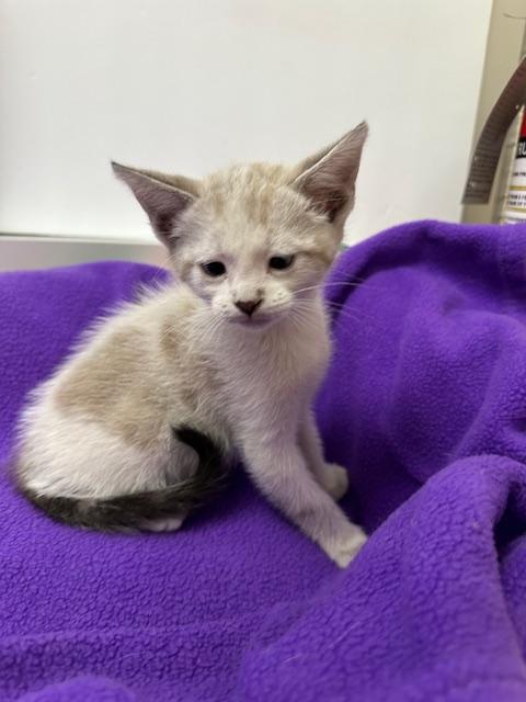 Enlarge YoYo, a Adoptable mixed breed in Parlier, CA image 2/6