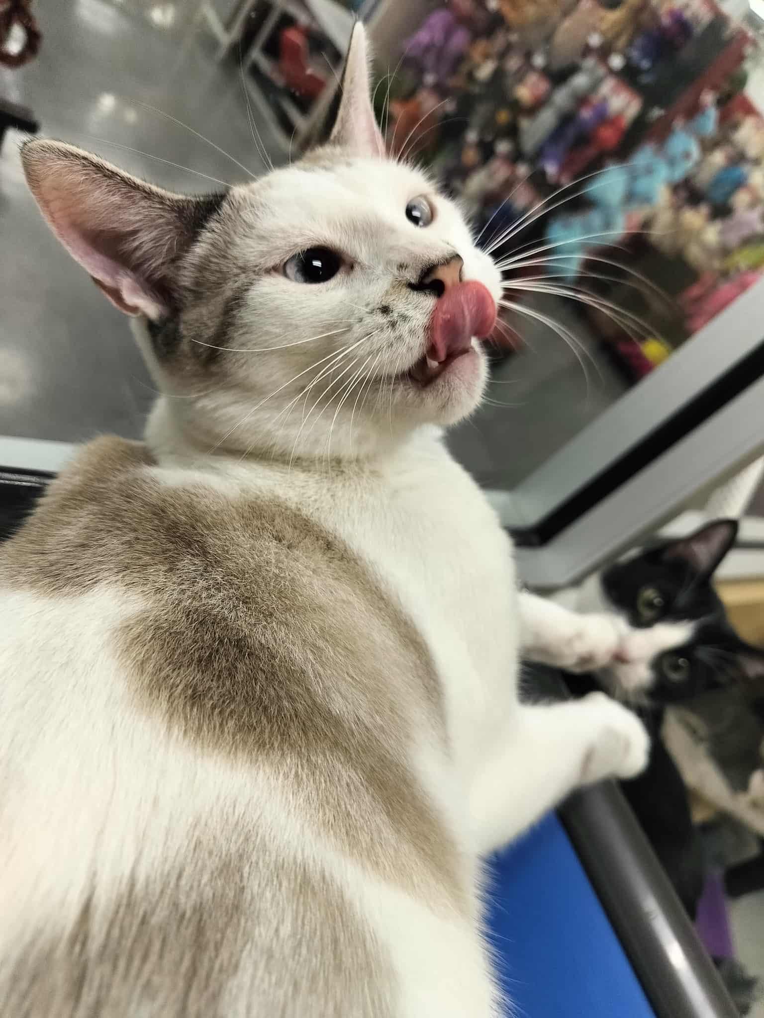 Enlarge YoYo, a Adoptable mixed breed in Parlier, CA image 3/6