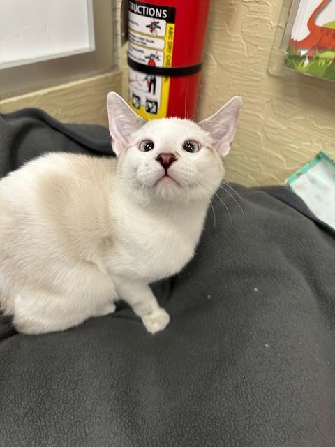 Enlarge YoYo, a Adoptable mixed breed in Parlier, CA image 4/6