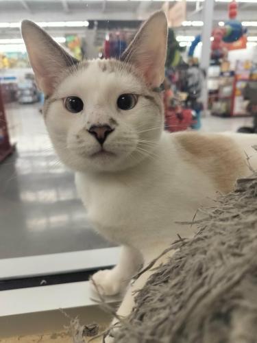 Enlarge YoYo, a Adoptable mixed breed in Parlier, CA image 5/6