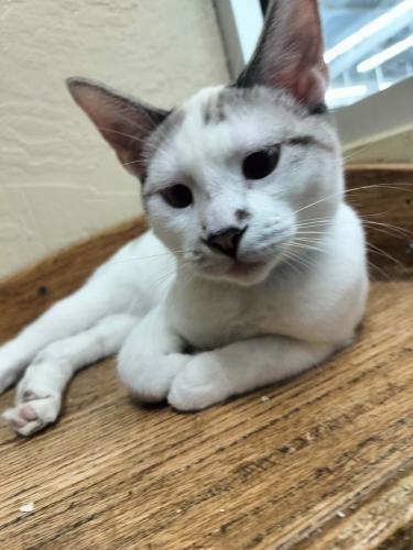 Enlarge YoYo, a Adoptable mixed breed in Parlier, CA image 6/6