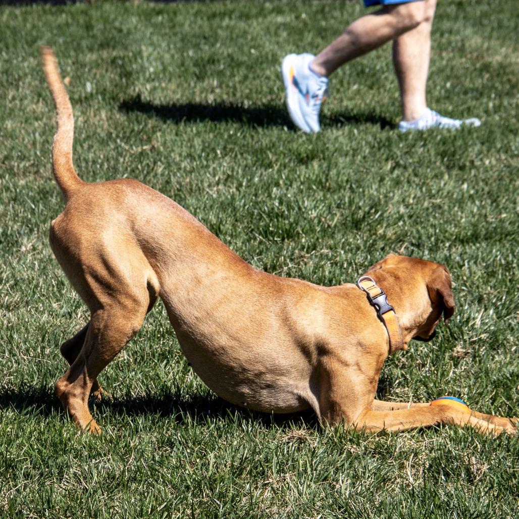 Enlarge Lucy Lou, a Adoptable mixed breed in Wichita, KS image 1/6