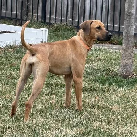 Enlarge Lucy Lou, a Adoptable mixed breed in Wichita, KS image 2/6