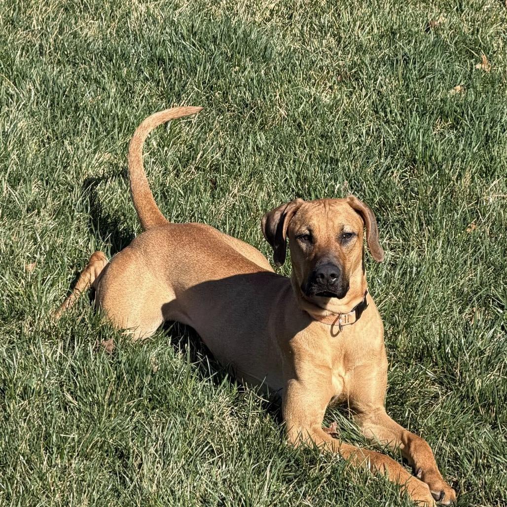 Enlarge Lucy Lou, a Adoptable mixed breed in Wichita, KS image 3/6