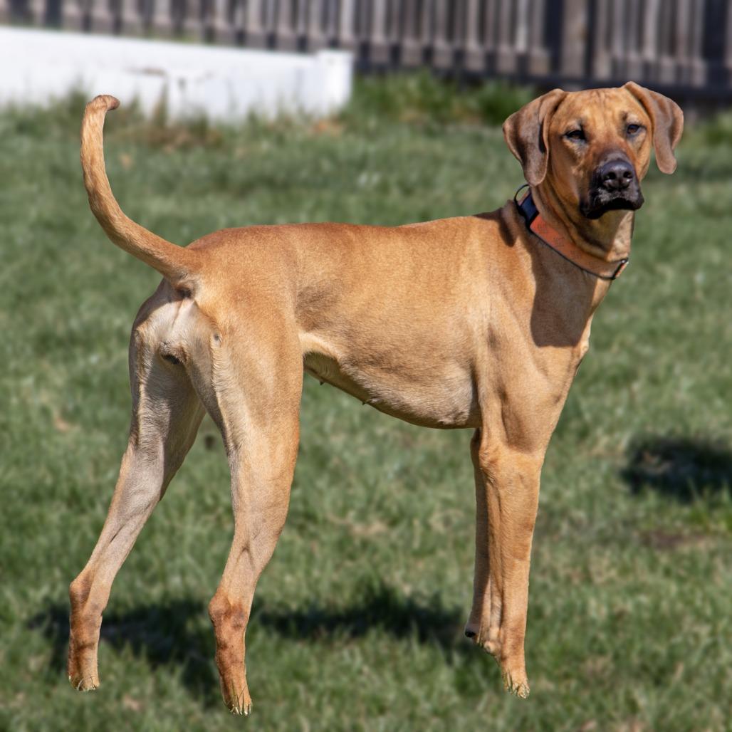 Enlarge Lucy Lou, a Adoptable mixed breed in Wichita, KS image 4/6