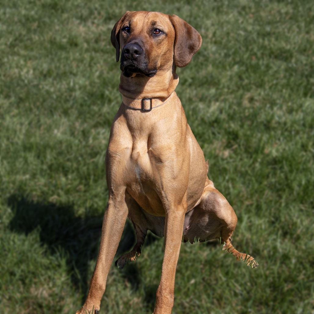 Enlarge Lucy Lou, a Adoptable mixed breed in Wichita, KS image 5/6