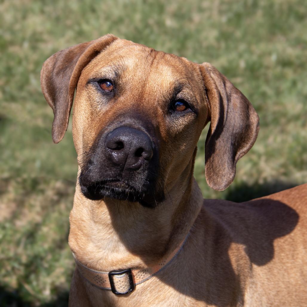 Enlarge Lucy Lou, a Adoptable mixed breed in Wichita, KS image 6/6