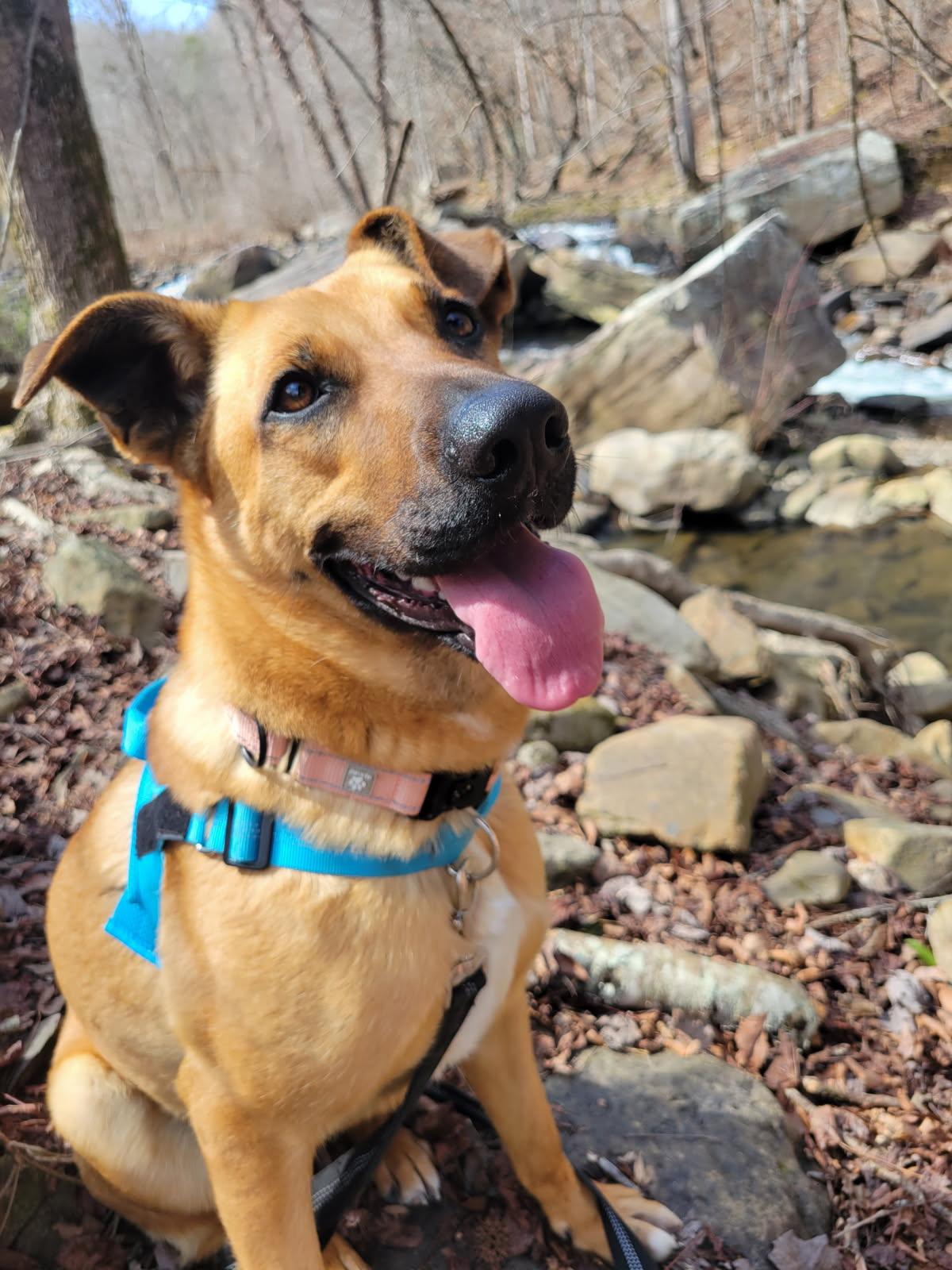 Enlarge Zadee, a Adoptable mixed breed in Leesburg, AL image 1/4