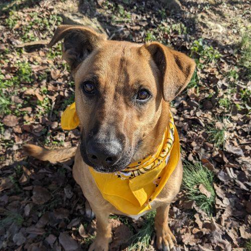 Zadee, Adoptable, Young Female Cattle Dog & Labrador Retriever.
