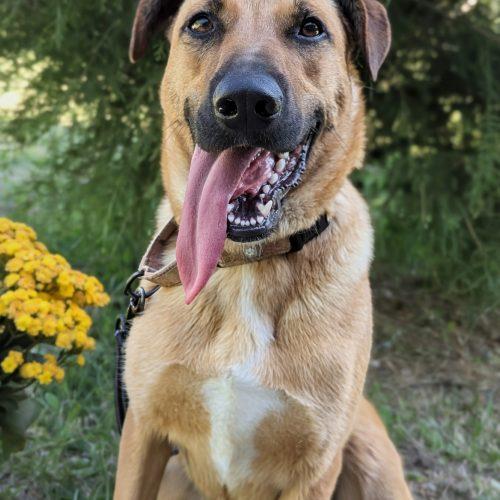 Enlarge Zadee, a Adoptable mixed breed in Leesburg, AL image 3/4