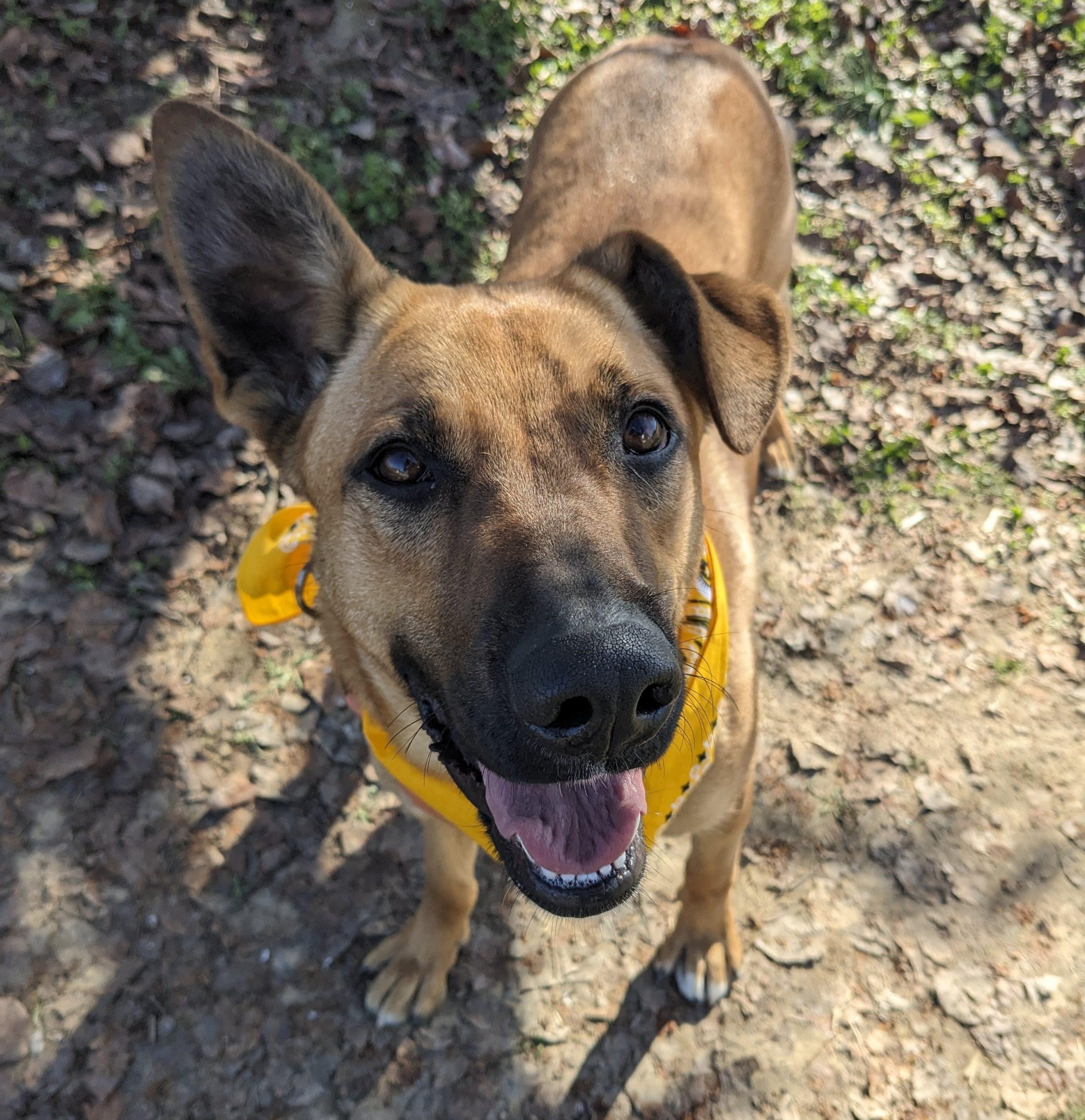 Enlarge Zadee, a Adoptable mixed breed in Leesburg, AL image 2/2