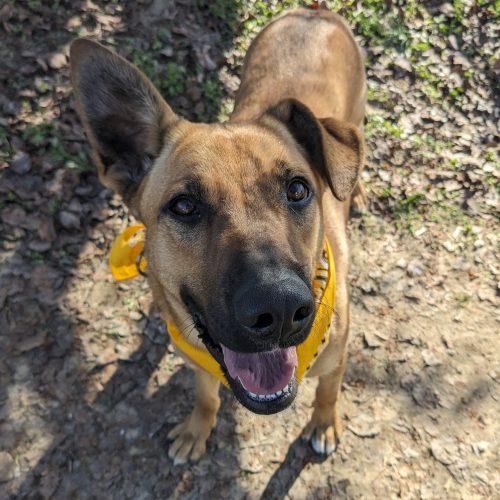 Enlarge Zadee, a Adoptable mixed breed in Leesburg, AL image 4/4