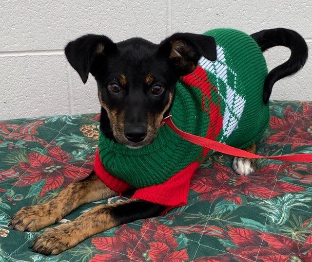 Enlarge Holly, a Adoptable mixed breed in Colusa, CA image 1/6