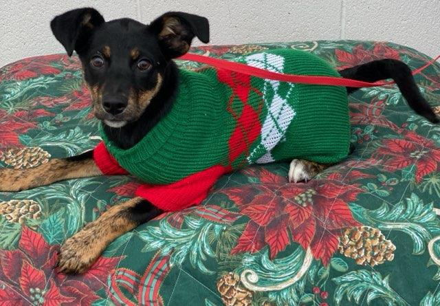 Enlarge Holly, a Adoptable mixed breed in Colusa, CA image 2/6