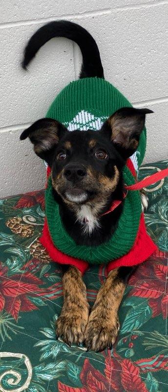 Enlarge Holly, a Adoptable mixed breed in Colusa, CA image 3/6