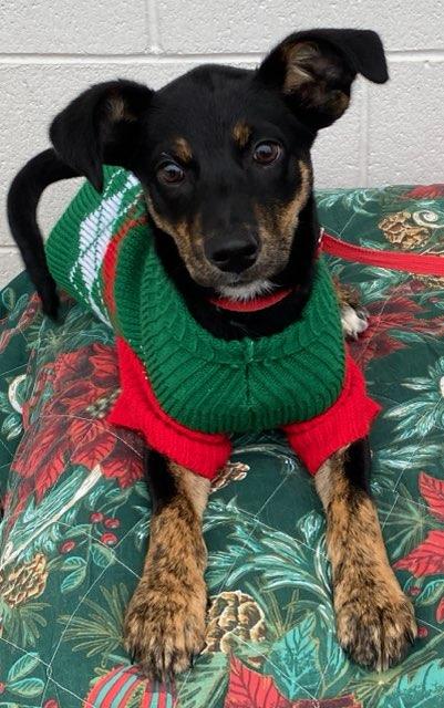 Enlarge Holly, a Adoptable mixed breed in Colusa, CA image 4/6