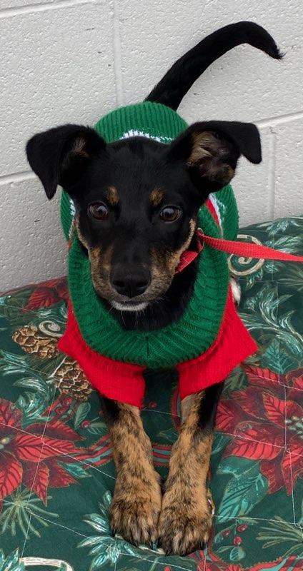 Holly, Adoptable, Puppy Female Miniature Pinscher.