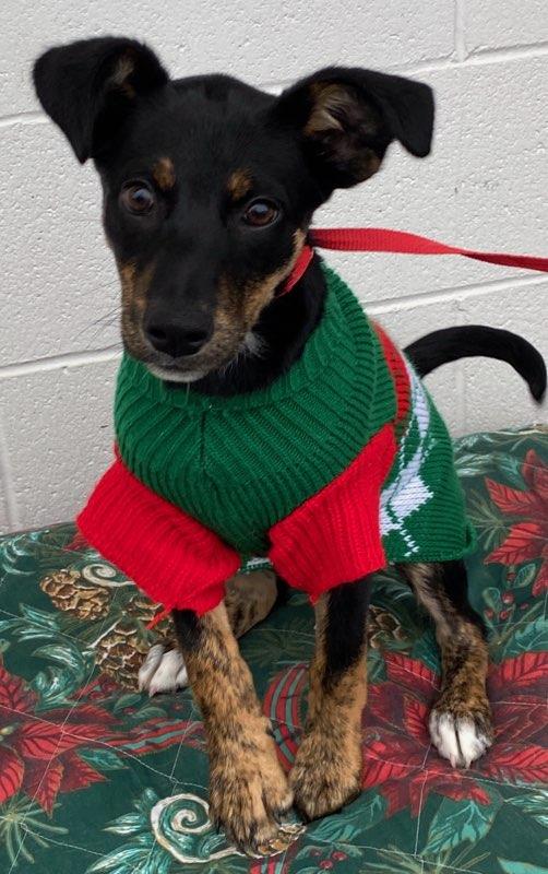 Enlarge Holly, a Adoptable mixed breed in Colusa, CA image 6/6