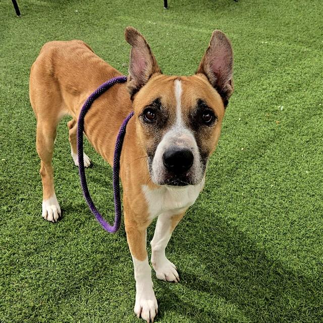 LUCIANO, Adoptable, Adult Male Pit Bull Terrier & German Shepherd Dog.