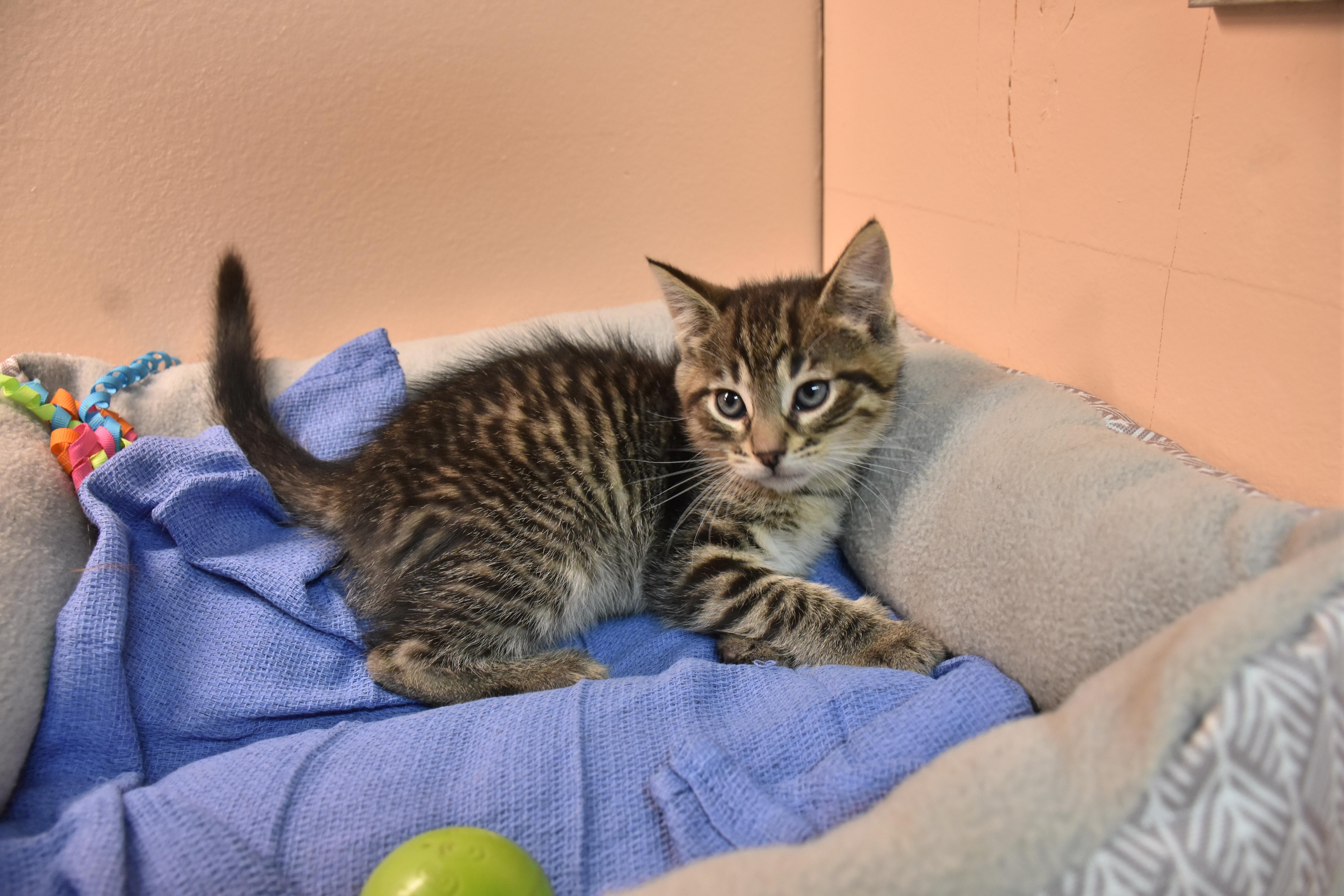Coconut, ADOPTABLE, Kitten Male Domestic Short Hair.