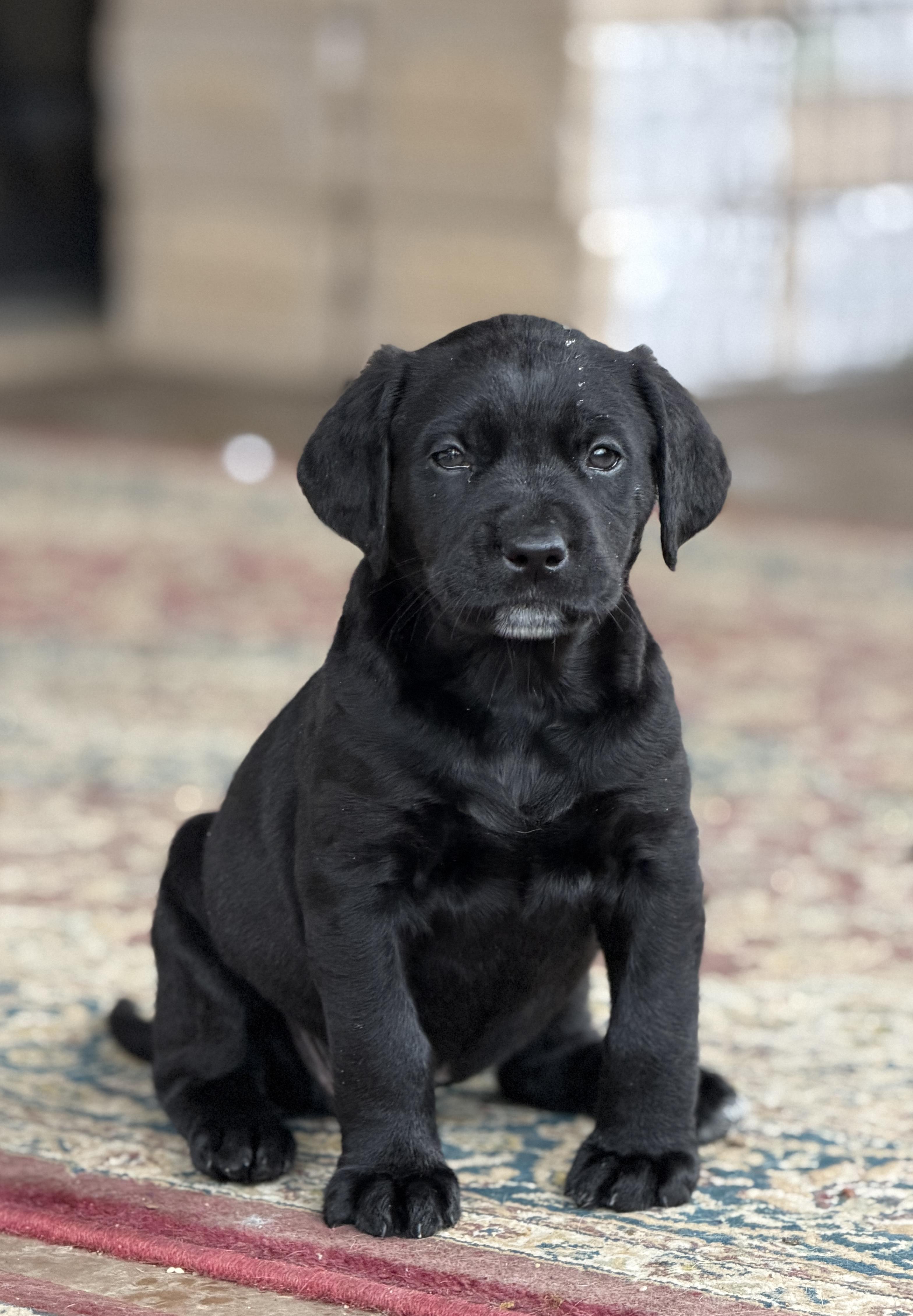 Enlarge Gideon, an adopted mixed breed in Alliance, OH image 1/1