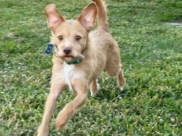 Gru, a Adopted mixed breed in Plantersville, TX image 1/13