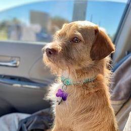 Gru, a Adopted mixed breed in Plantersville, TX image 2/13