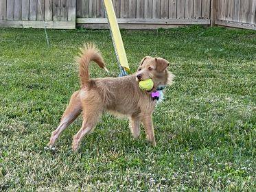 Gru, a Adopted mixed breed in Plantersville, TX image 3/13