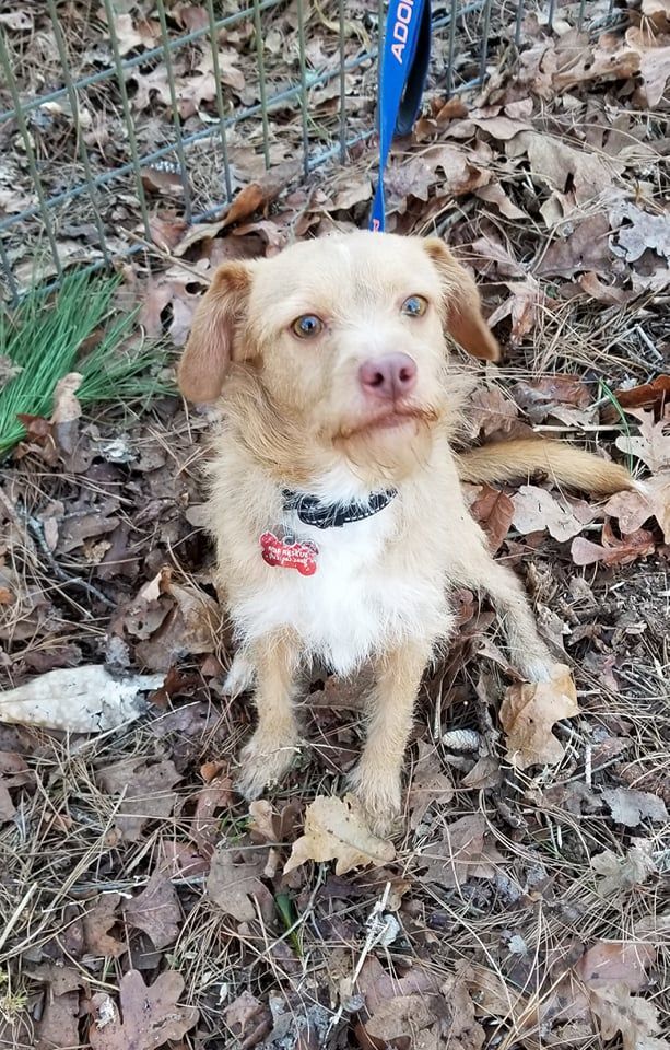 Gru, a Adopted mixed breed in Plantersville, TX image 5/13
