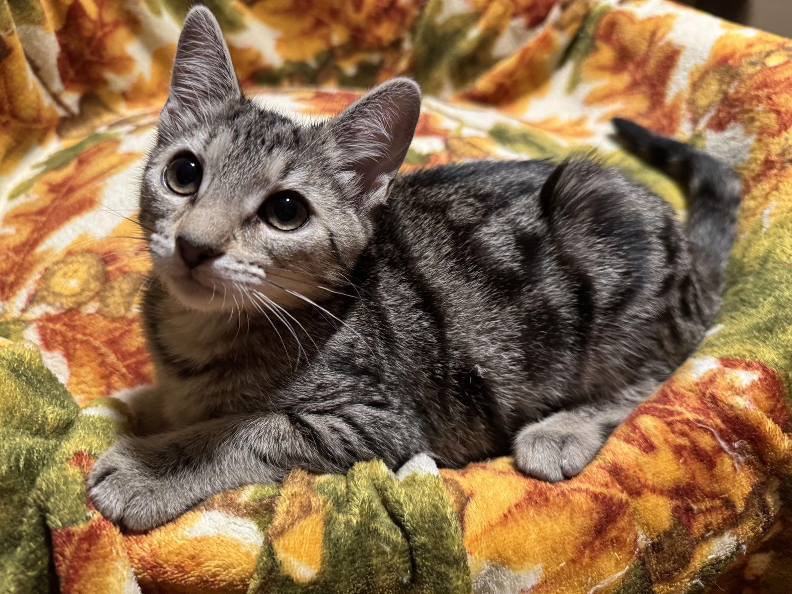 Cleo, Adoptable, Young Female Domestic Short Hair.