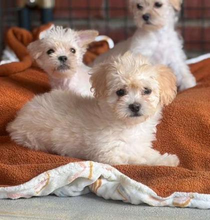 Enlarge Tiny, a Adoptable mixed breed in Southern Pines, NC image 1/2