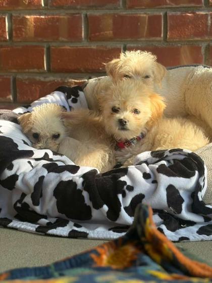 Enlarge Tiny, a Adoptable mixed breed in Southern Pines, NC image 2/2