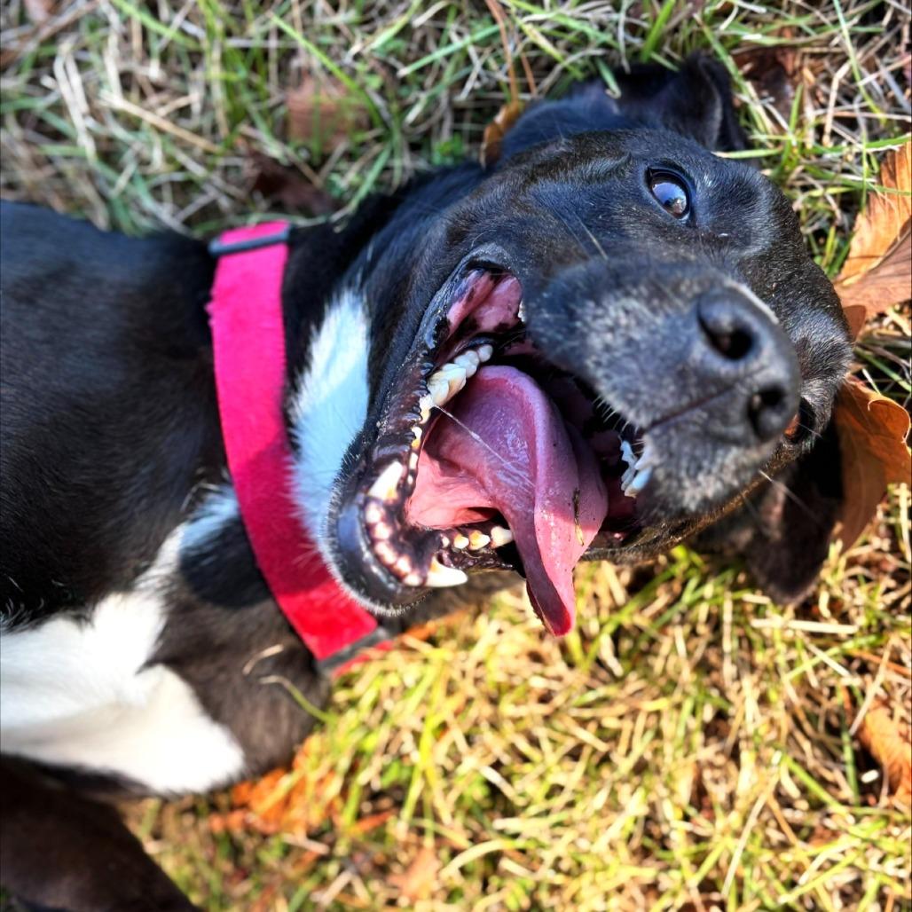 Kylo, Adoptable, Adult Male Labrador Retriever & Mixed Breed.