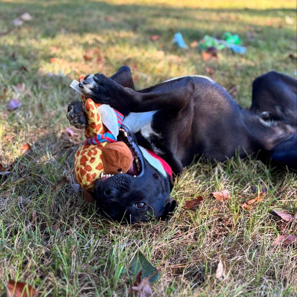 Enlarge Kylo, a Adoptable mixed breed in Lufkin, TX image 2/6