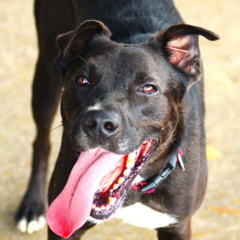Enlarge Kylo, a Adoptable mixed breed in Lufkin, TX image 3/6