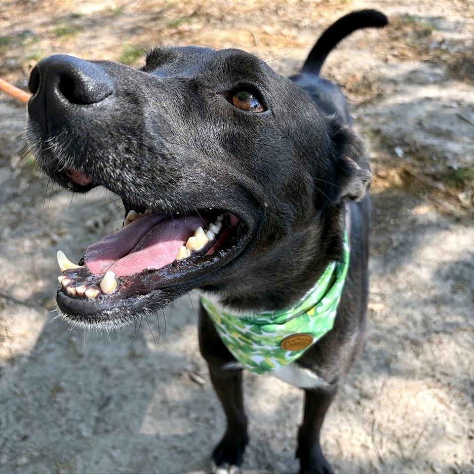 Enlarge Kylo, a Adoptable mixed breed in Lufkin, TX image 4/6