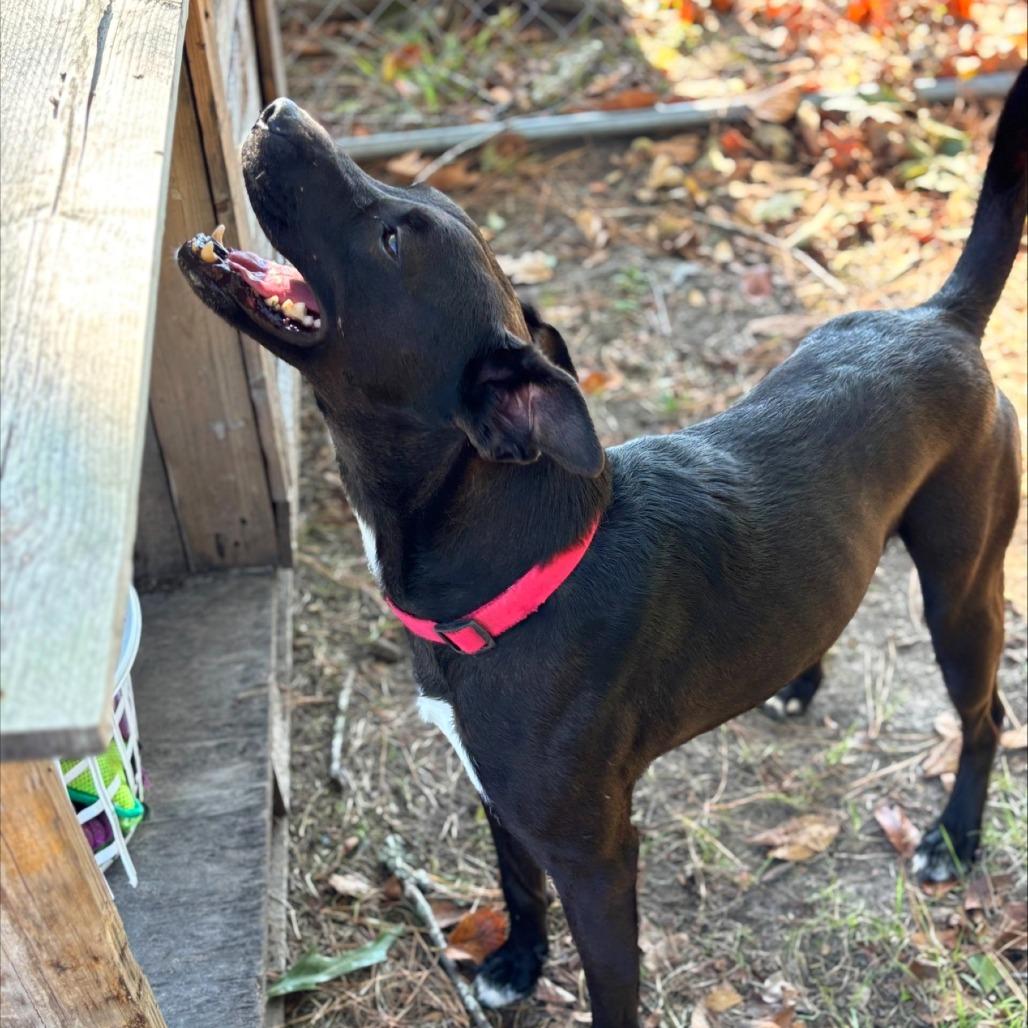 Enlarge Kylo, a Adoptable mixed breed in Lufkin, TX image 5/6
