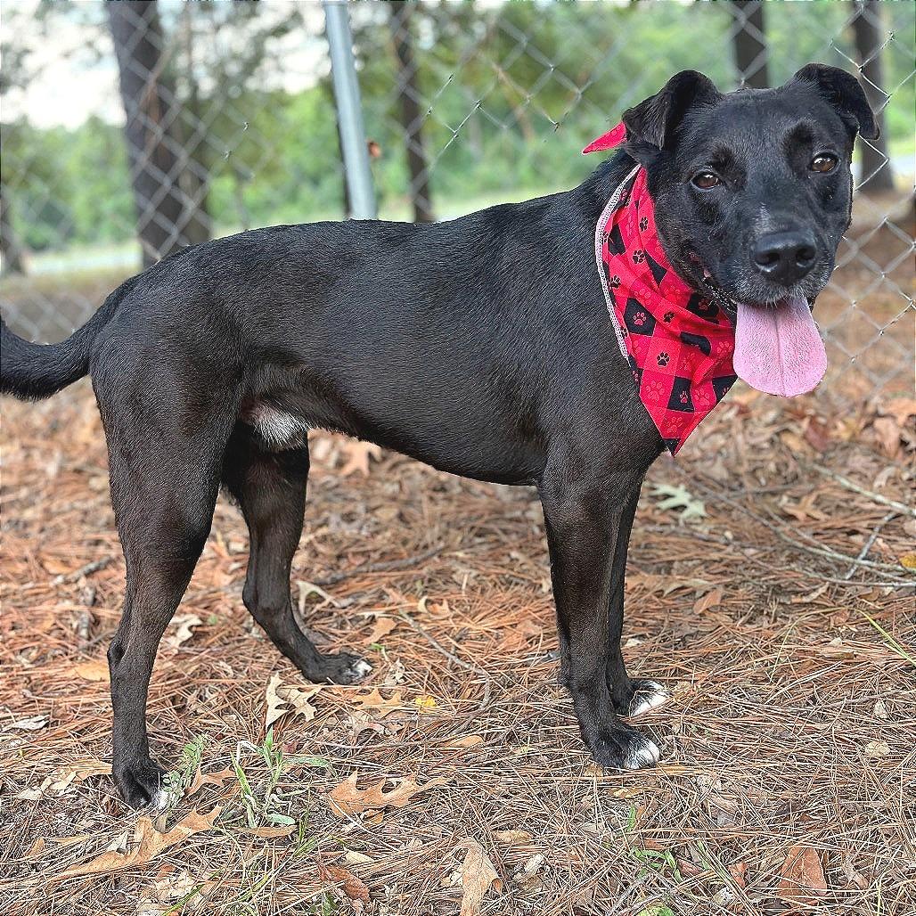 Enlarge Kylo, a Adoptable mixed breed in Lufkin, TX image 6/6