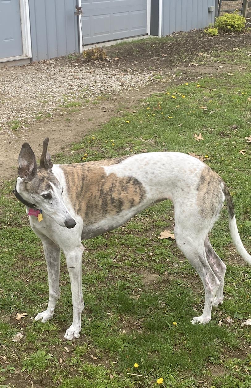 Fantsi, adoptable, Adult Female Greyhound.