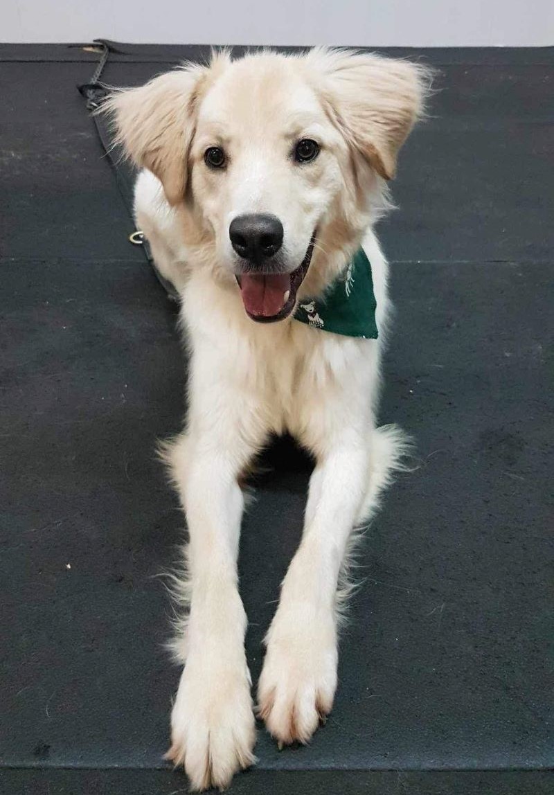 Dog for adoption Rebel, a Golden Retriever & Samoyed Mix in PointeFortune, QC Petfinder