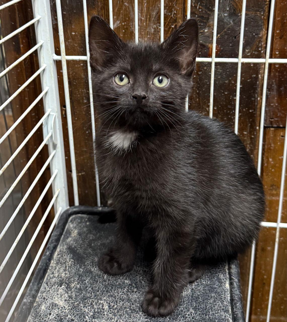Enlarge CAT-Velvet, a Adoptable Domestic Medium Hair in GILBERTS, IL image 1/3